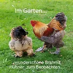 Daire Doppelreiter Ebbs